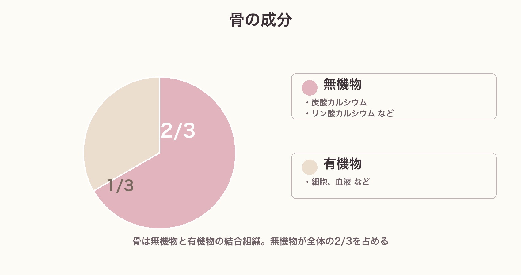 骨の成分の円グラフ。無機物（炭酸カルシウム・リン酸カルシウム）が2/3、有機物（細胞・血液）が1/3