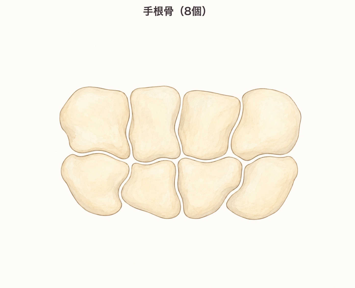 手根骨8個の図。4個ずつ2列に並んだふぞろいな形の骨