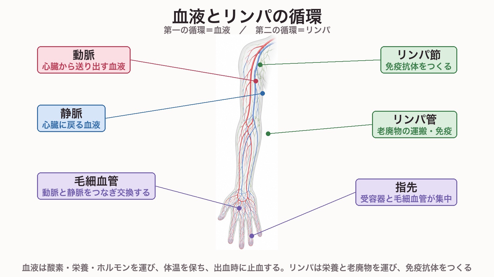 腕の血液とリンパの循環図。赤の動脈は心臓から送り出す血液、青の静脈は心臓に戻る血液、緑のリンパ管とリンパ節、指先には毛細血管が密に集中している