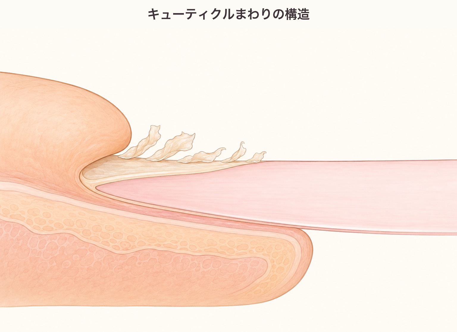 キューティクルまわりの断面図。爪に密着した爪上皮と、その上に浮いた不要な角質（ルースキューティクル）