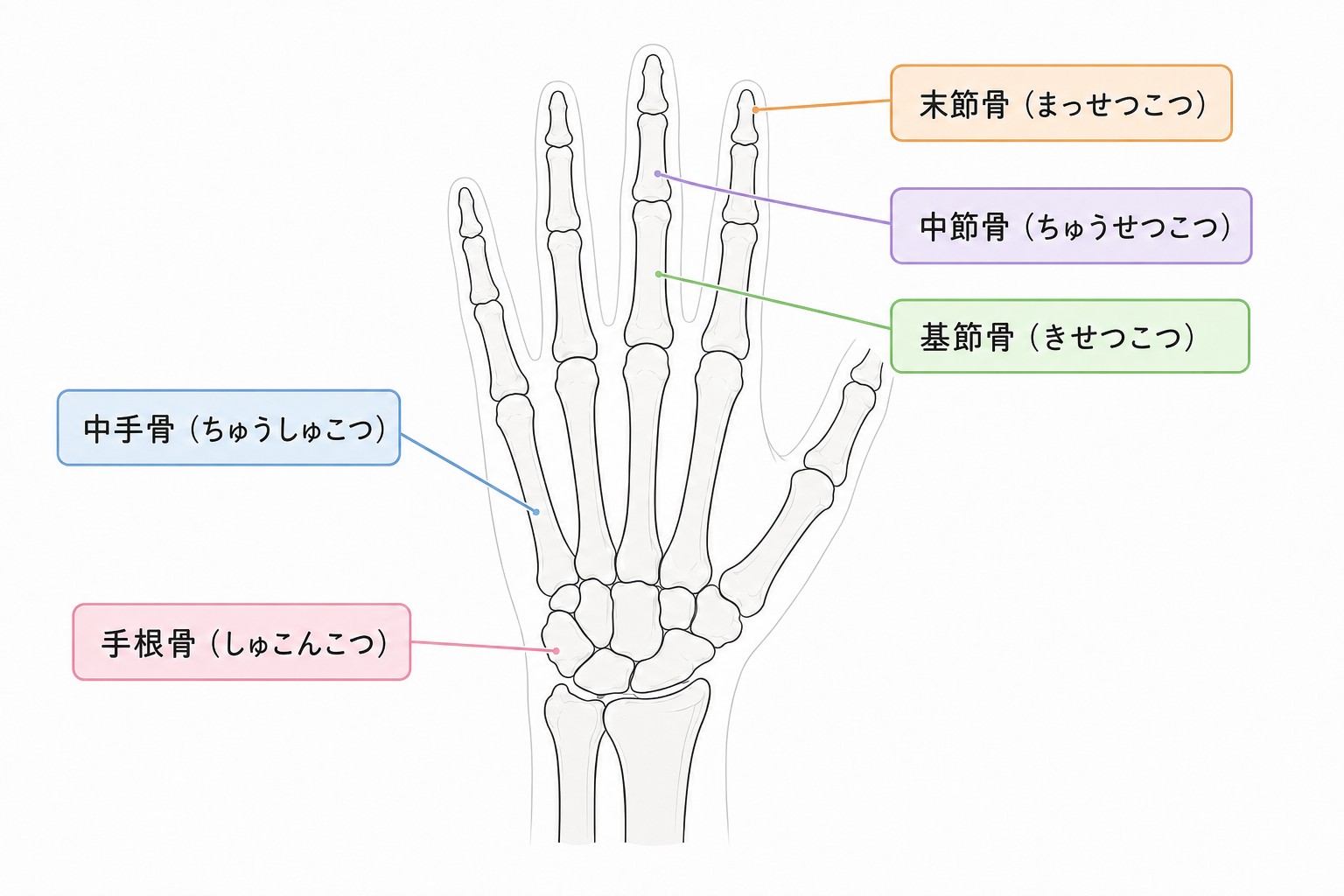 手の骨格図。手根骨・中手骨・基節骨・中節骨・末節骨の位置