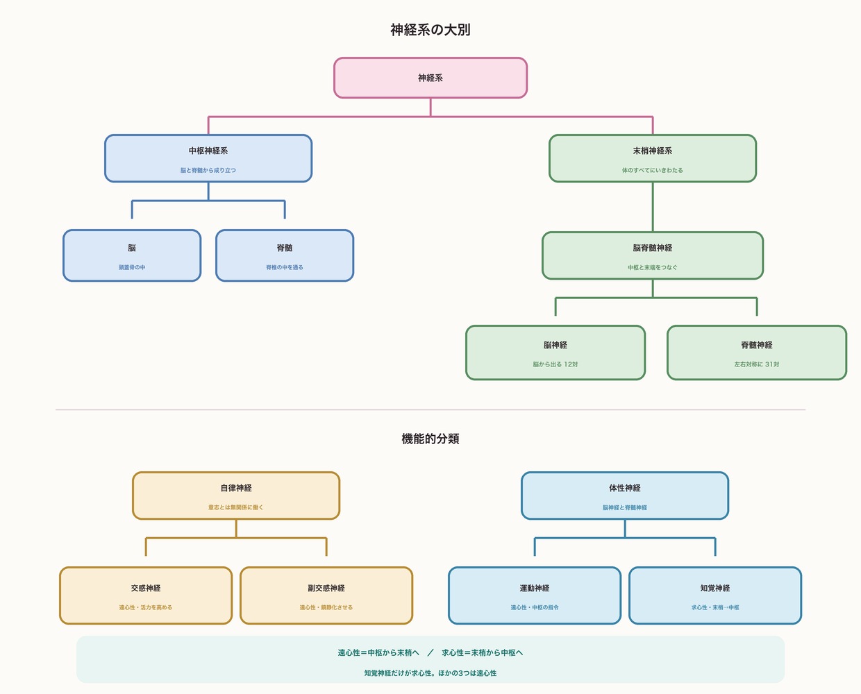 神経系の大別の図。構造では中枢神経系（脳・脊髄）と末梢神経系（脳脊髄神経→脳神経12対・脊髄神経31対）に分かれ、機能的分類では自律神経（交感神経・副交感神経）と体性神経（運動神経・知覚神経）に分かれる